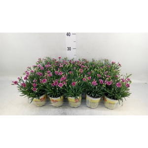 Dianthus allw. 'Lucky Lips Lara'
