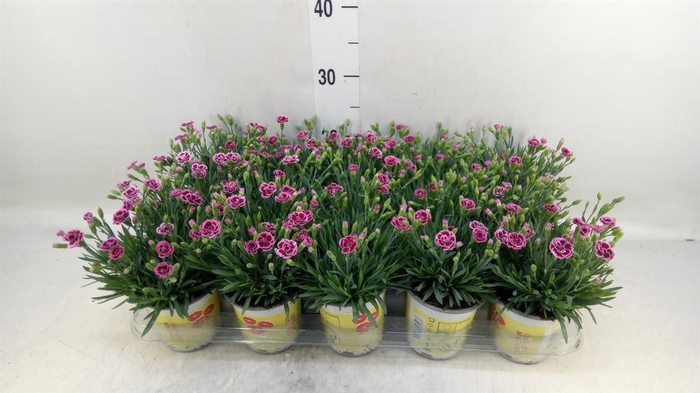 <h4>Dianthus allw. 'Lucky Lips Lara'</h4>