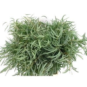 Euca Nicolii 300 Gram