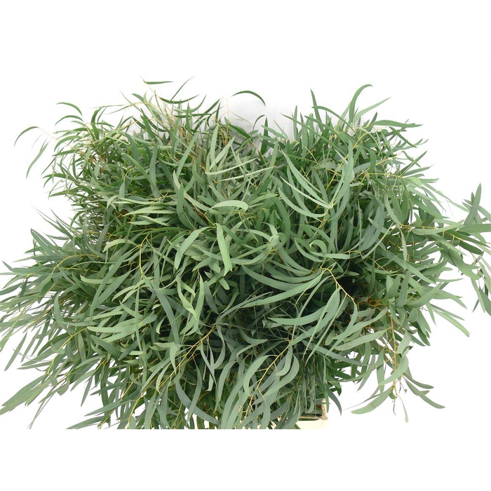 <h4>Euca Nicolii 300 Gram</h4>