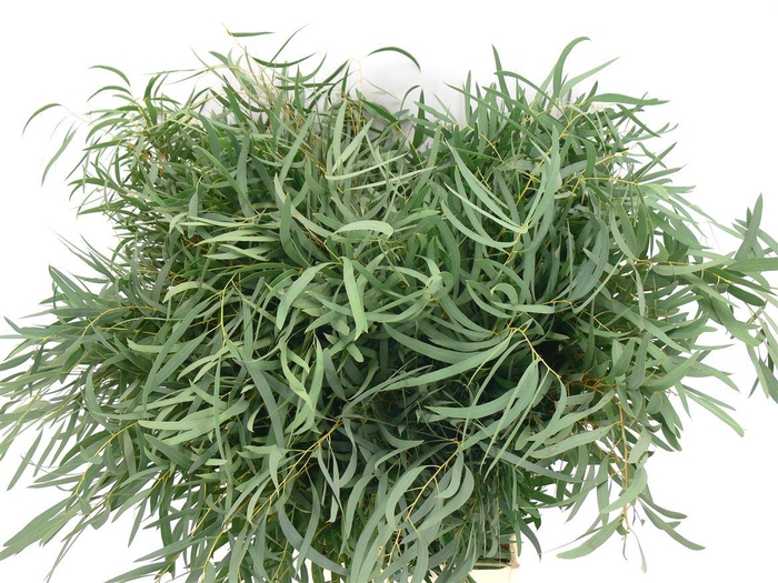 Euca Nicolii 300 Gram