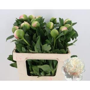 PAEO COL OWEN COUSIN