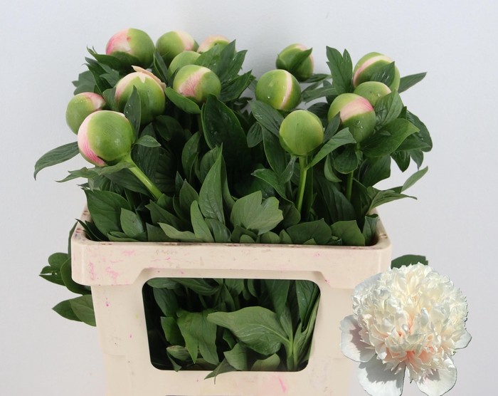 <h4>PAEO COL OWEN COUSIN</h4>