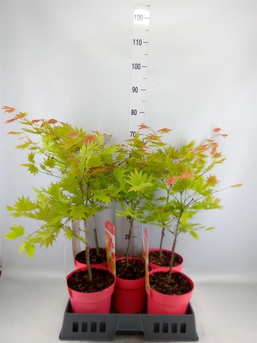 <h4>Acer shirasawanum</h4>