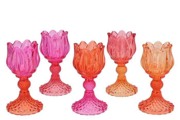 <h4>Bicolore Orange Mix Bloom T-light Ass 8x15cm</h4>