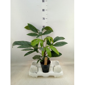 Planten Groen   ...L%