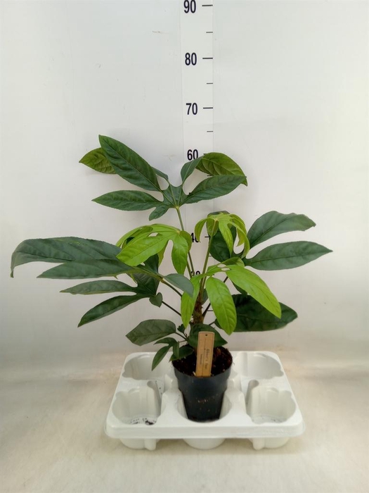 <h4>Planten Groen   ...L%</h4>