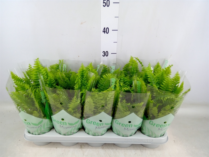 <h4>Nephrolepis exal. 'Green Moment'</h4>