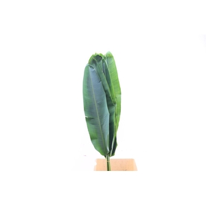 Heliconia Accuminata