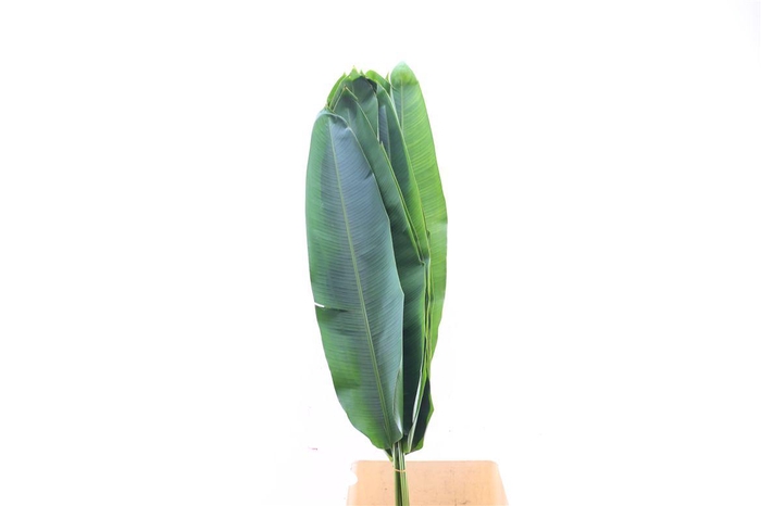 <h4>Heliconia Accuminata</h4>