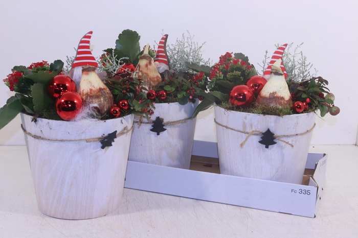 <h4>ARR HIPPEASTRUM</h4>