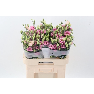 Eus G Rosi Rose Pink