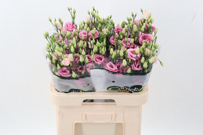 <h4>Eus G Rosi Rose Pink</h4>