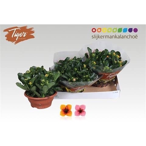 !! PROMO !! KALANCHOE TIGER MIX P23
