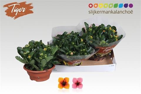 <h4>!! PROMO !! KALANCHOE TIGER MIX P23</h4>