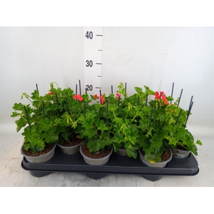 Pelargonium pelt. 'Balkon Rood'