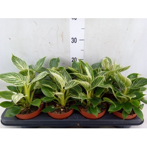 Philodendron   ...