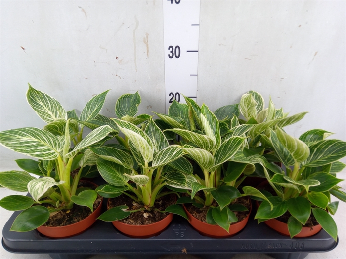 <h4>Philodendron   ...</h4>