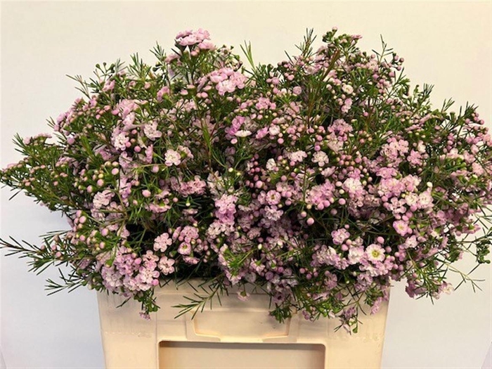 <h4>CHAME UN DANC QUEEN</h4>