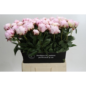 Paeonia Reine Hortense Xxl