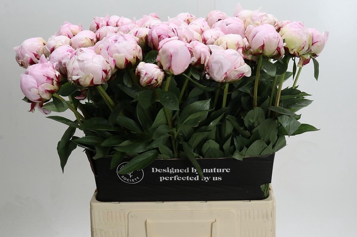 <h4>Paeonia Reine Hortense XXL</h4>