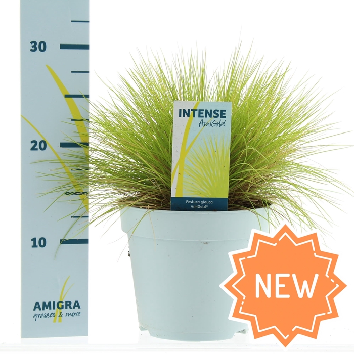 Festuca glauca AmiGold® P17