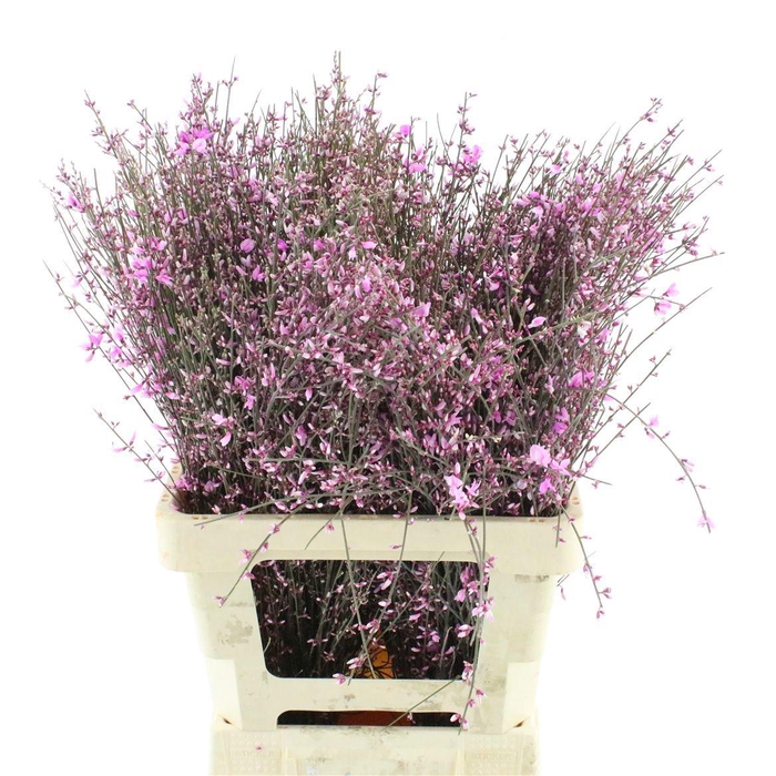 <h4>GENISTA KLB BS H%</h4>