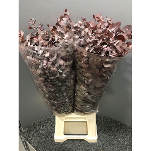 Euca Col Cin Red Abs