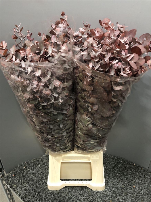 <h4>Euca Col Cin Red Abs</h4>