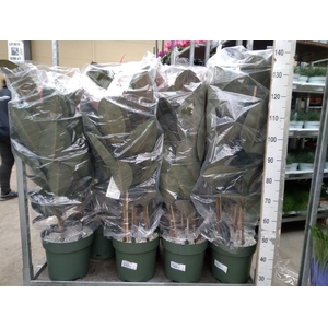 Ficus elastica 'Abidjan'