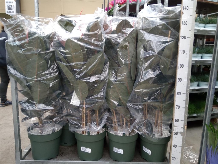 <h4>Ficus elastica 'Abidjan'</h4>