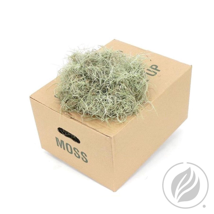 <h4>Mos Tillandsia Fijn</h4>