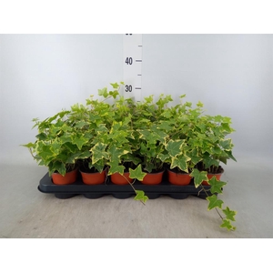Hedera helix 'Wonder'