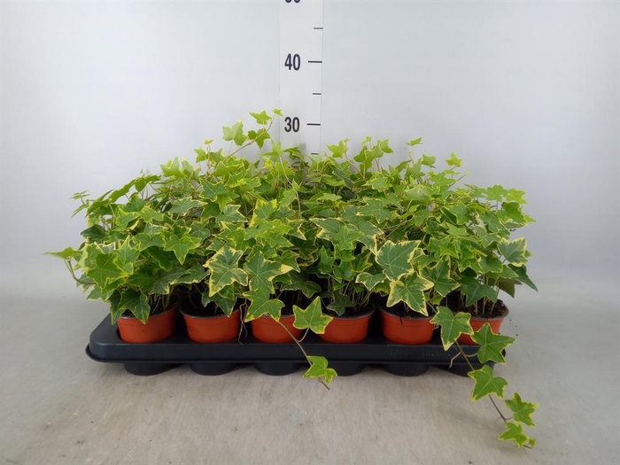 <h4>Hedera helix 'Wonder'</h4>