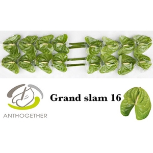 ANTH A GRAND SLAM 16