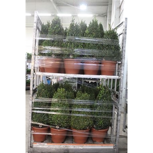 Buxu Sempervirens