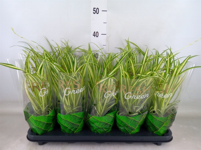 <h4>Chlorophytum cos. 'Atlantic'</h4>