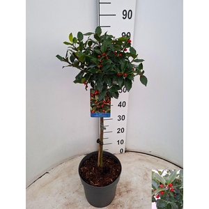 ILEX MES BLUE MAID