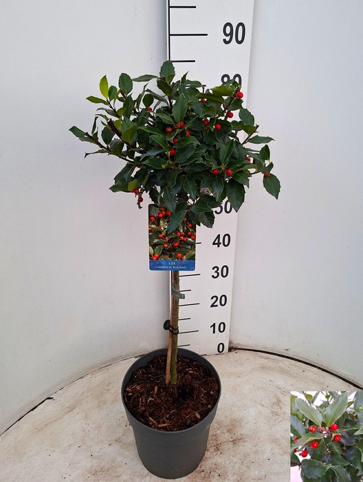 <h4>ILEX MES BLUE MAID</h4>