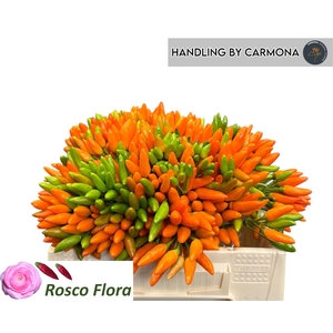 CAP ORANGE FIRE