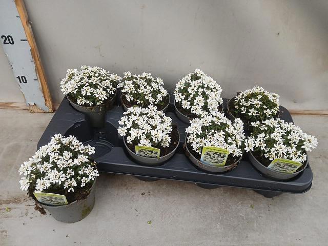 <h4>IBER SE FISCHBECK</h4>