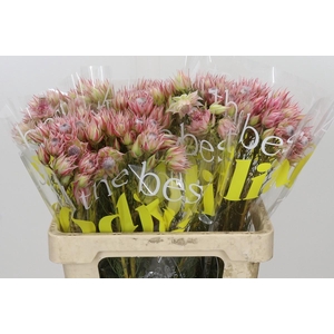 Blushing Bride Pink 6/9 Flowers