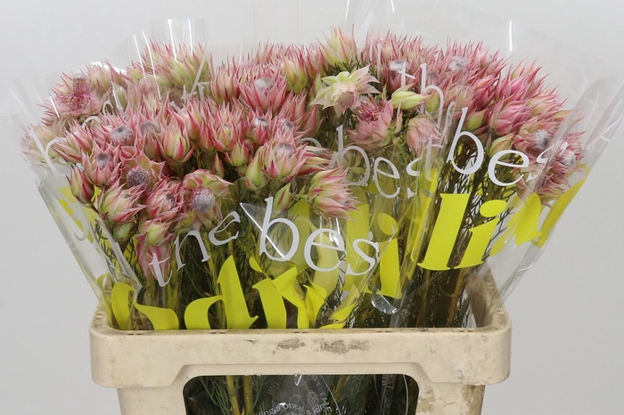 <h4>Blushing Bride Pink 6/9 Flowers</h4>
