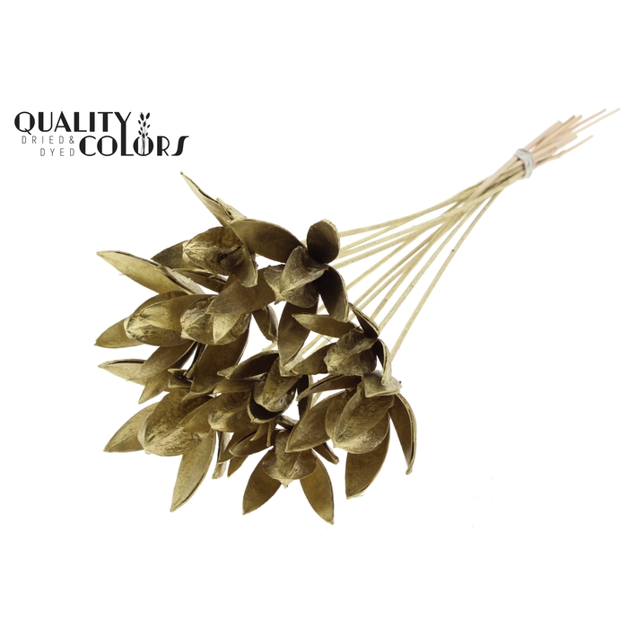 <h4>Wild Lilly on stem Gold</h4>