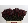 Leucadendron Saf Sunset Dark R.