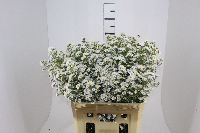 <h4>ASTER BRANCO 070 CM</h4>