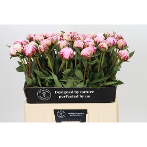 PAEONIA LACT. 'SARAH BERNHARDT'