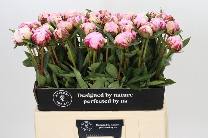 <h4>PAEONIA LACT. 'SARAH BERNHARDT'</h4>