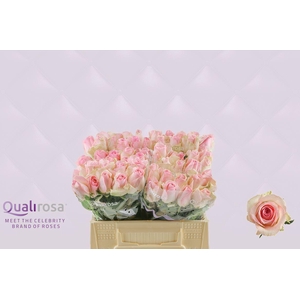 R Gr Sorbet Avalanche