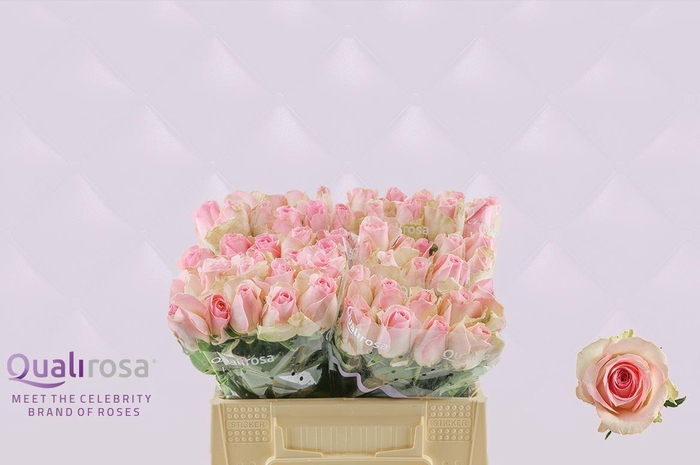 <h4>R Gr Sorbet Avalanche</h4>